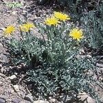 Crepis occidentalis Staniste