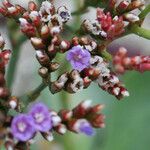 Limonium auriculiursifolium Цвят