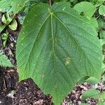 Acer pensylvanicumFuelha