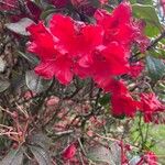 Rhododendron forrestii Квітка