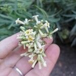 Freylinia lanceolata Květ