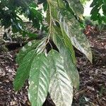 Minquartia guianensis Fuelha