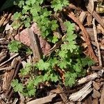 Bowlesia incana Leaf