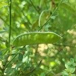 Cytisus scopariusLiść