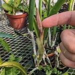 Brassavola nodosa Flor