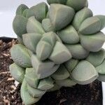 Gibbaeum petrense Hostoa