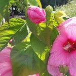 Hibiscus moscheutos Kvet
