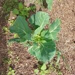 Brassica oleraceaഇല