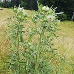 Cirsium eriophorum Kvet