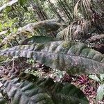 Potalia amara Hoja