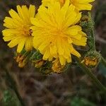 Crepis capillaris 花