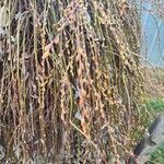 Salix discolor Fruto