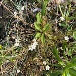 Sagina nodosa Flower