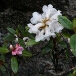 Rhododendron trichostomum Kvet