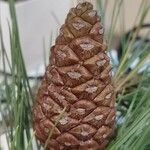 Pinus halepensis Цветок