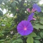 Ipomoea indica花