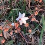 Acis autumnalis Fleur