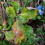 Hydrangea macrophylla Blatt