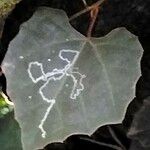 Rhoicissus tomentosa Leaf