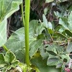 Malva arborea Kabuk