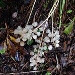 Muscari neglectum Fruit