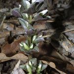 Obolaria virginica Habit