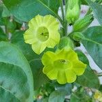 Nicotiana rustica Flower