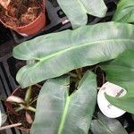 Philodendron atabapoense Blatt