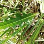 Cirsium dissectum Leaf