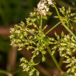 Berula erecta ഫലം