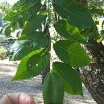 Ulmus rubra Leaf