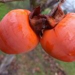 Diospyros kaki Fruit