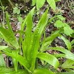 Carex plantaginea Leaf