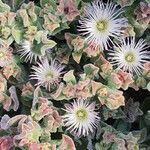 Mesembryanthemum crystallinumFlower