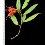 Aeschynanthus hookeri Other