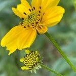 Bidens aurea