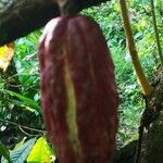 Theobroma cacao Ovoce