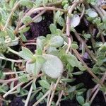 Portulaca umbraticola List