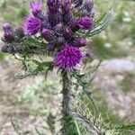 Cirsium palustre Fiore