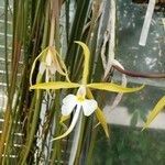 Epidendrum parkinsonianum Квітка