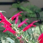 Salvia elegans Kvet