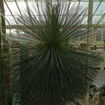 Yucca elata Ліст