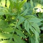 Erechtites valerianifolius 葉