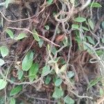 Microgramma vacciniifolia Folio