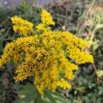 Solidago canadensis花