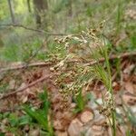 Luzula sylvaticaFlower