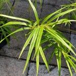 Freycinetia cumingiana Leaf