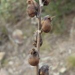 Misopates orontium Fruit