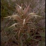 Castilleja sessiliflora आदत