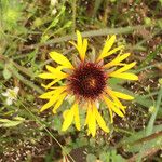 Gaillardia aestivalis Flower